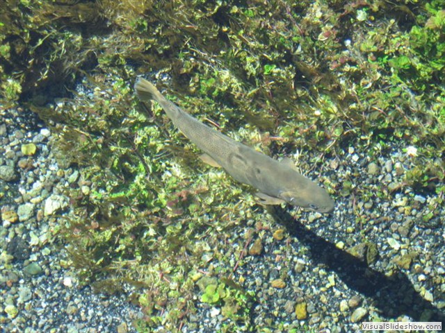 ID:   Mighty Clear Water (and big fish)