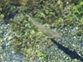 ID:   Mighty Clear Water (and big fish)