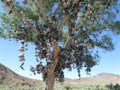 NV:   'Shoe Tree' on US50