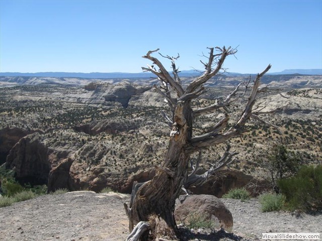 UT: Sentinel Tree