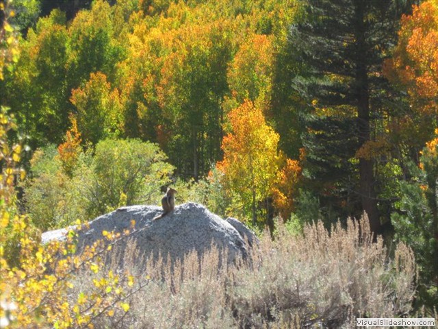 CA: Chipmunks Like Fall Too