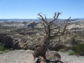 UT: Sentinel Tree