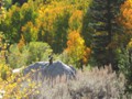 CA: Chipmunks Like Fall Too